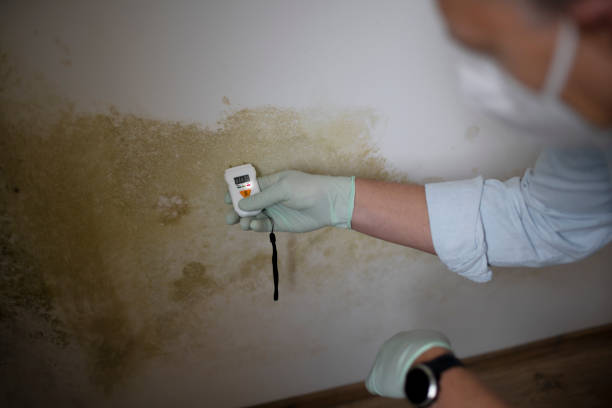 Certified Mold Removal in Highland Lakes, AL